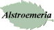 Alstroemeria