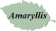 Amaryllis