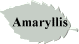 Amaryllis