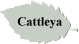 Cattleya