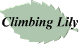 Climbing Lily