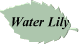 Water Lily