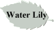 Water Lily