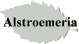 Alstroemeria