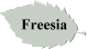 Freesia