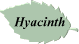 Hyacinth