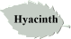 Hyacinth