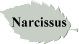 Narcissus