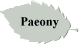 Paeony