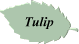 Tulip