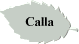 Calla