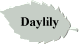 Daylily