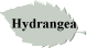 Hydrangea