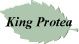 King Protea